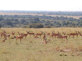 Naibor Camp: Eine Impala-Herde Naibor Camp: Eine Impala-Herde