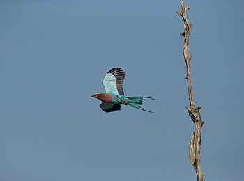 Nkonzi Bush Camp: Gabelracke im Flug Nkonzi Bush Camp: Gabelracke im Flug