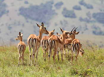 Ruzizi Tented Lodge: Die schwarzen Streifen am Steiß sind typisch für Impalas