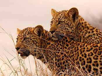 Savanna Lodge: Zwei Leoparden Savanna Lodge: Zwei Leoparden