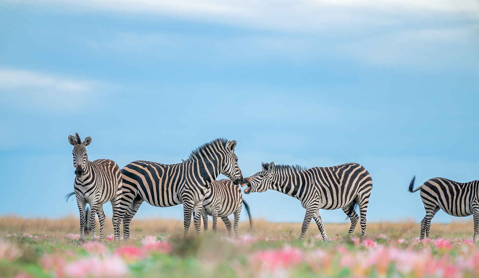 Time + Tide King Lewanika: Mehr Zebras Time + Tide King Lewanika: Mehr Zebras