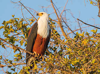 Belmond Eagle Island Lodge: Adler Belmond Eagle Island Lodge: Adler
