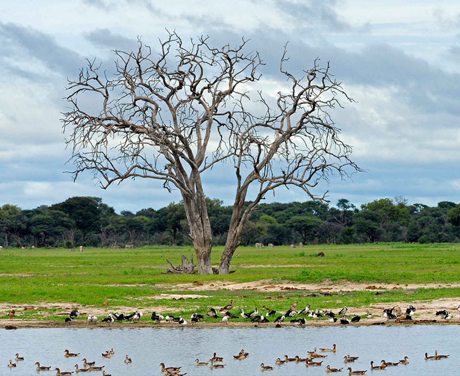 Camelthorn Lodge: Ankunft der Wasservögel zu Beginn der Green Season Camelthorn Lodge: Ankunft der Wasservögel zu Beginn der Green Season