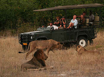 Camp Hwange: Pirschfahrt mit Löwen
