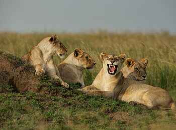 Dunia Camp: Löwinnen Dunia Camp: Löwinnen