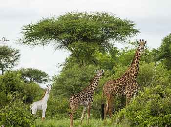 Forest Chem Chem: Eine Giraffenfamilie mit einem Albino Kalb Forest Chem Chem: Eine Giraffenfamilie mit einem Albino Kalb