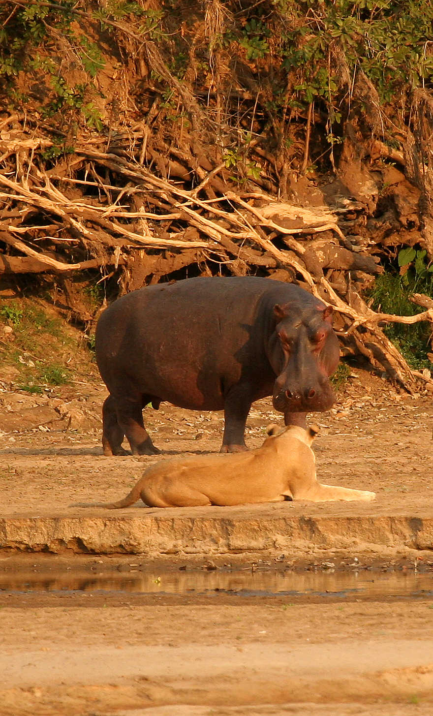 Kaingo Hippo Hide: Seltene Begegnung Kaingo Hippo Hide: Seltene Begegnung