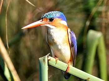 Kala Camp: Birdwatching Kala Camp: Birdwatching