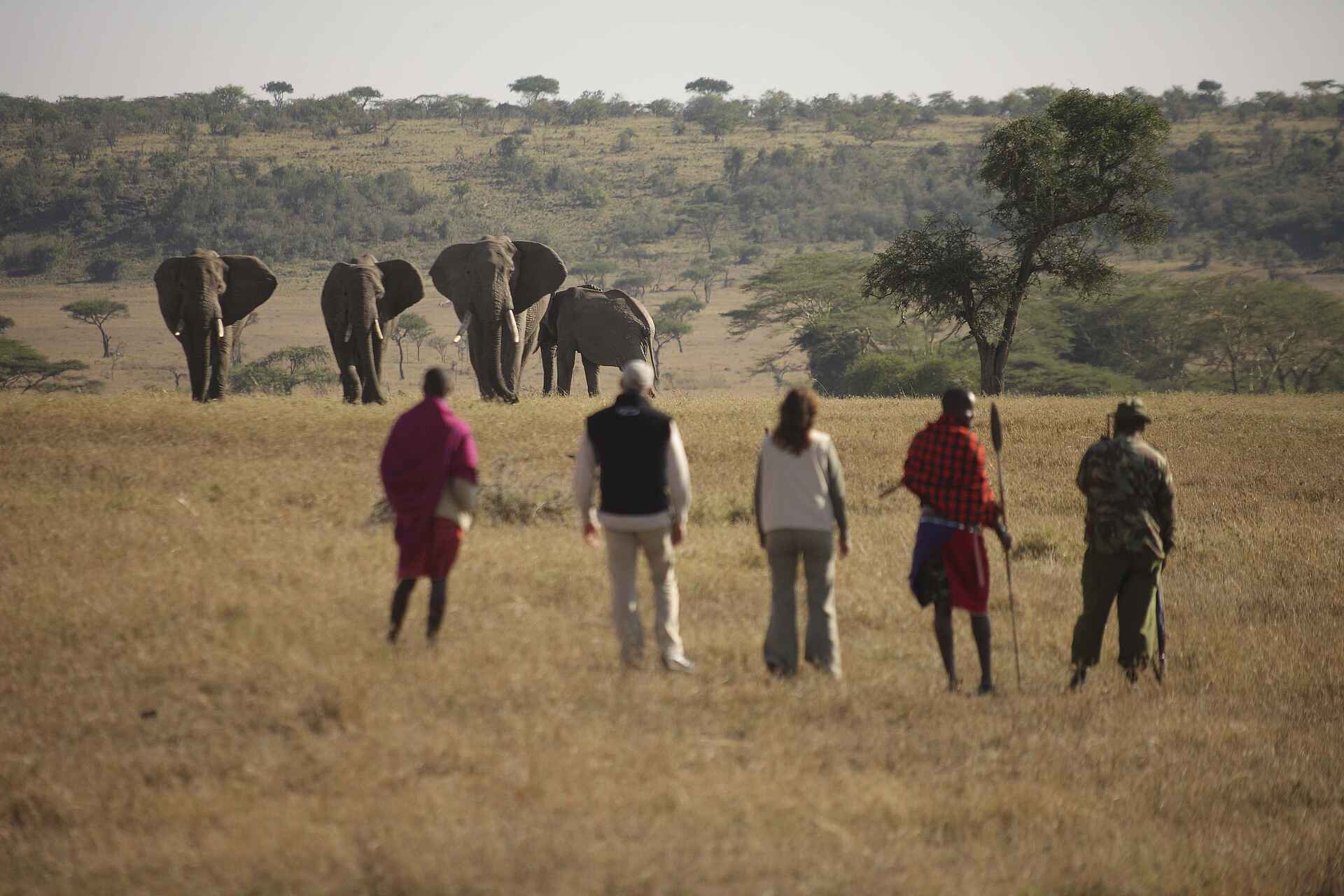 africa, afrika, afrikanischer wildhund, auszeichnung, award, ballonfahrt, birding, eastern africa, elefant, giraffe, heißluftballon, kenia, kicheche, kicheche camps, kicheche community trust, kicheche naibosho, kicheche naibosho camp, kicheche valley, Kicheche Valley Camp, löwe, löwenrudel, mara naibosho wildlife conservancy, masai mara, masai mara ökosystem, nachhaltigkeit, nachtpirschfahrt, naibosho conservancy, naibosho reserve, naibosho schutzgebiet, naibosho wildlife conservancy, naibosho-reservat, nashorn, nilpferd, ökologie, ostafrika, pirschfahrt, reise, reisen, safari, spitzmaulnashorn, tierschutz, umweltschutz, urlaub, vollpension, aktivitäten, buschwanderung, elefanten, fly camping