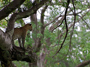 Kigelia Camp: Aufmerksamer Leopard Kigelia Camp: Aufmerksamer Leopard