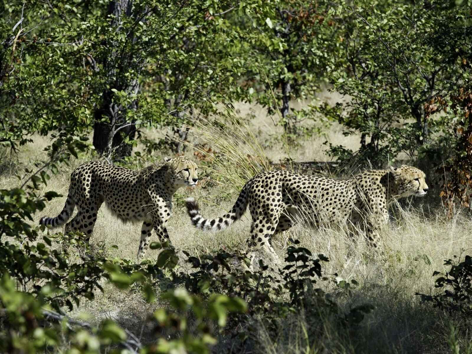 Kings Pool Camp: Geparden auf Pirsch Kings Pool Camp: Geparden auf Pirsch