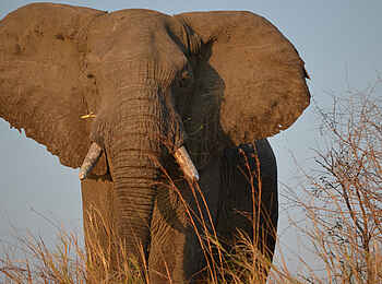 Leopard Lodge: Elefantenbulle