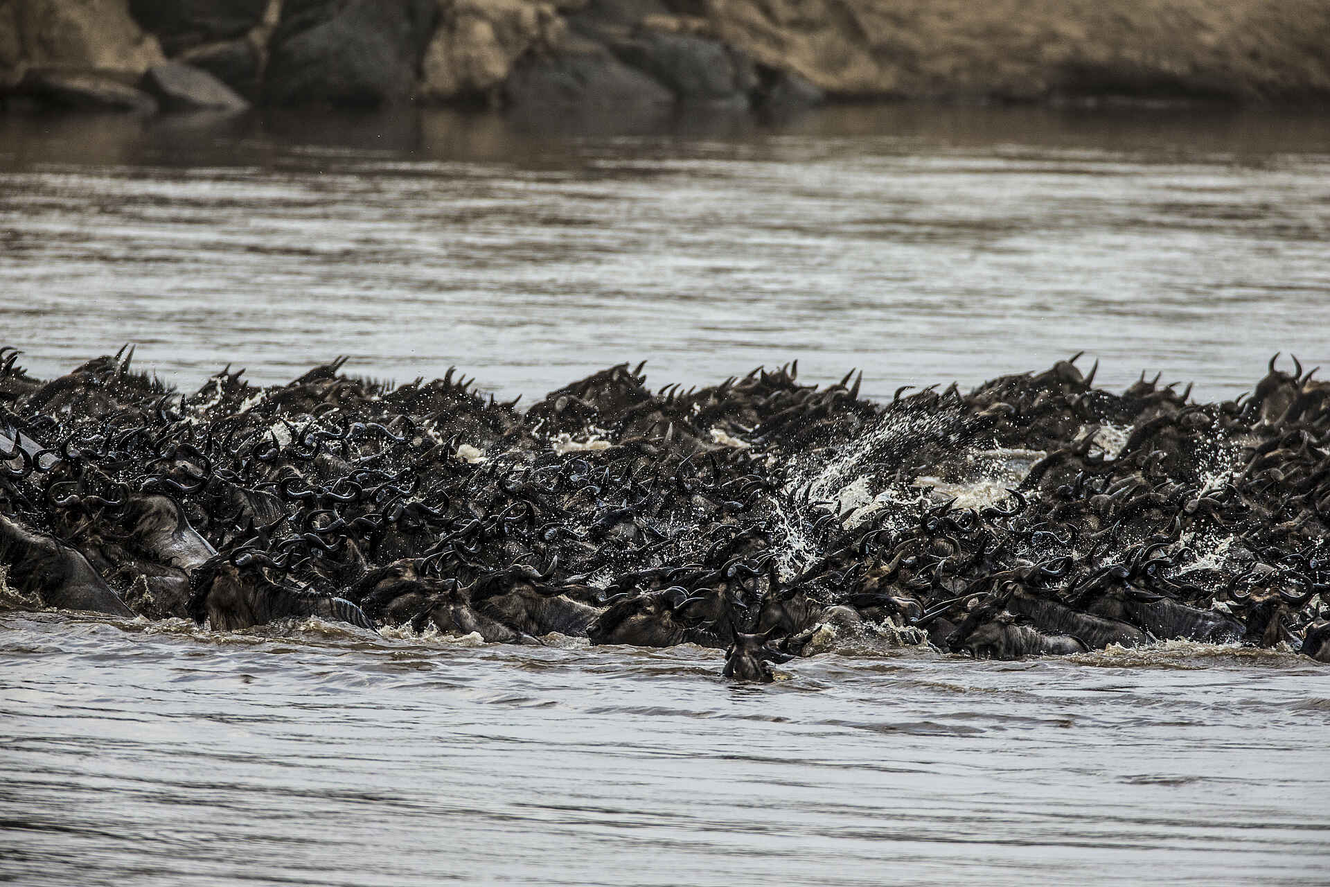 Mara Expedition Camp: Gnus bei der Flussquerung Mara Expedition Camp: Gnus bei der Flussquerung