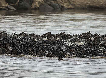 Mara Expedition Camp: Gnus bei der Flussquerung