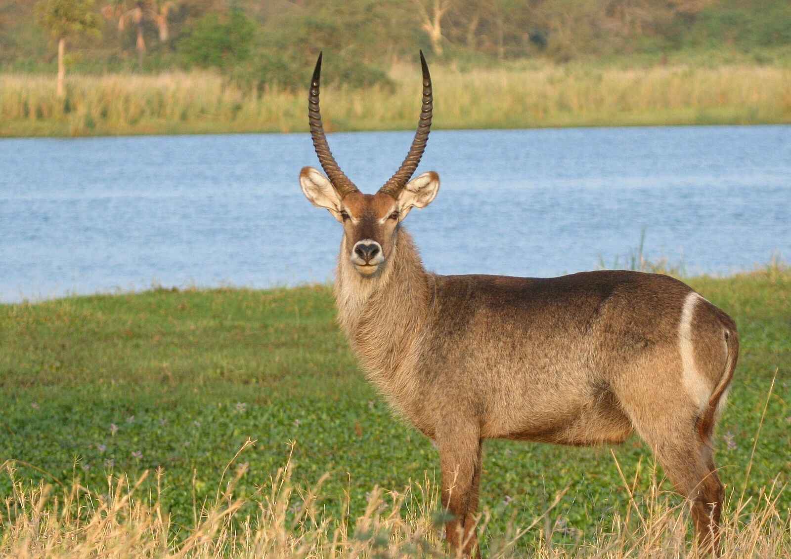 Miyala Camp: Antilope am Wasser Miyala Camp: Antilope am Wasser