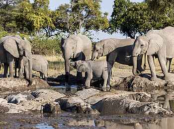 Mokolwane Camp: Elefanten am Wasserloch
