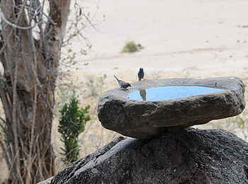Mwagusi Safari Camp: Vogeltränke