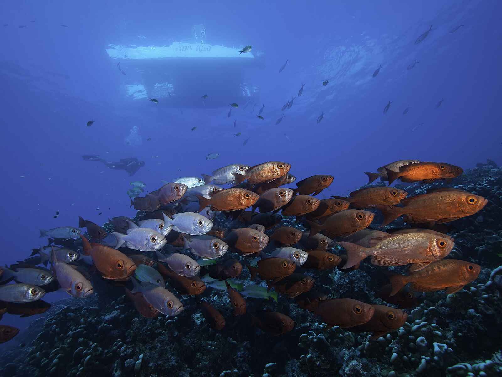 North Island: Tauchen im Längsten Riff der Welt North Island: Tauchen im Längsten Riff der Welt