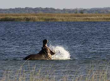 Rocktail Beach Camp: Nilpferd