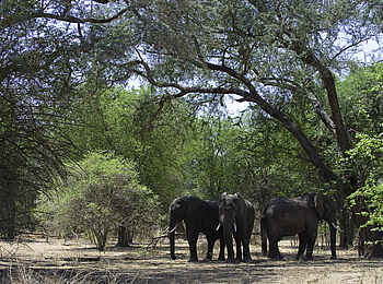 Ruckomechi Camp: Elefanten unter Bäumen Ruckomechi Camp: Elefanten unter Bäumen