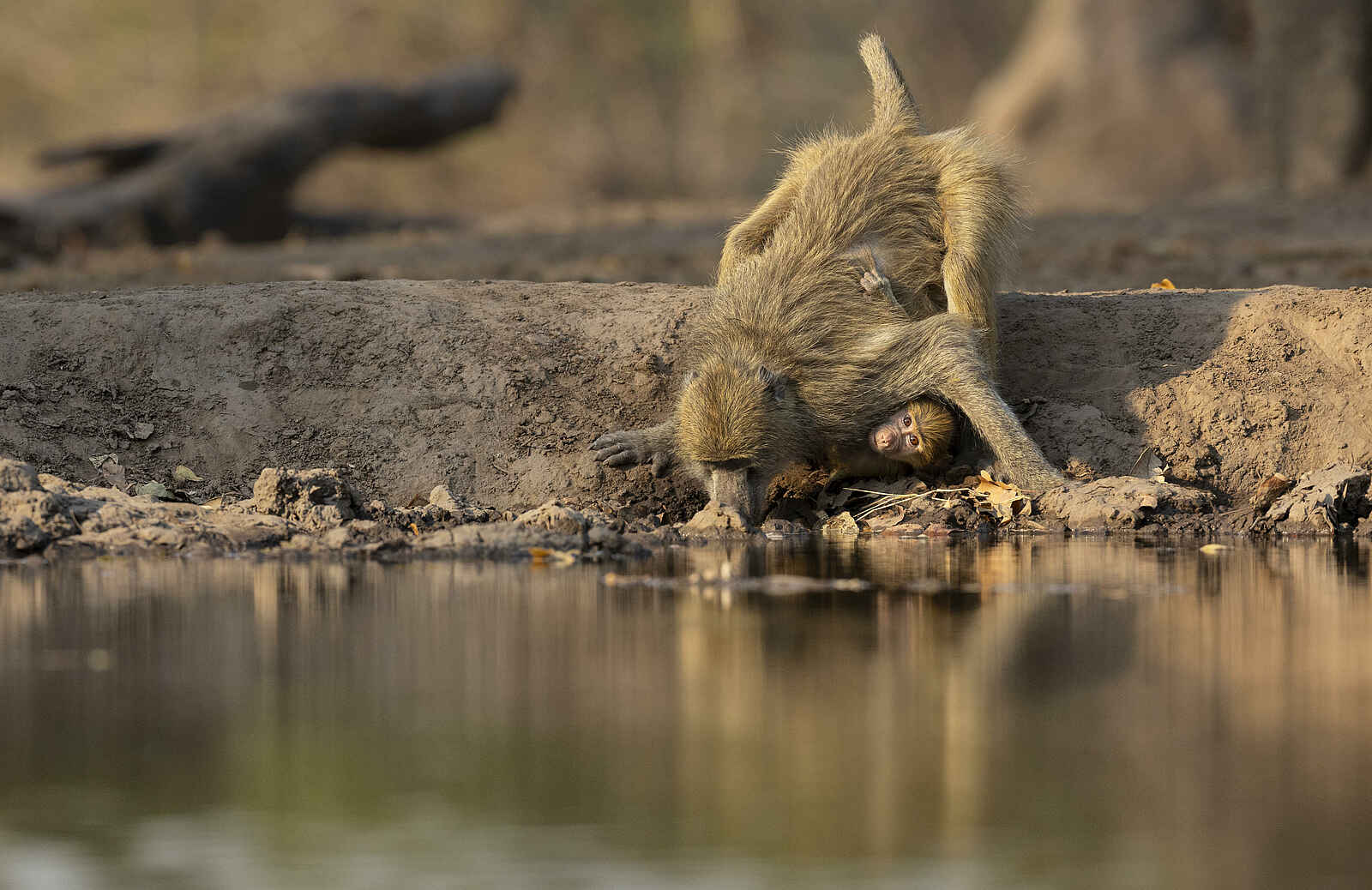 Sanguni Safari Lodge: Pavian Sanguni Safari Lodge: Pavian