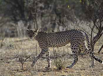 Sarara Camp: Gepard Sarara Camp: Gepard