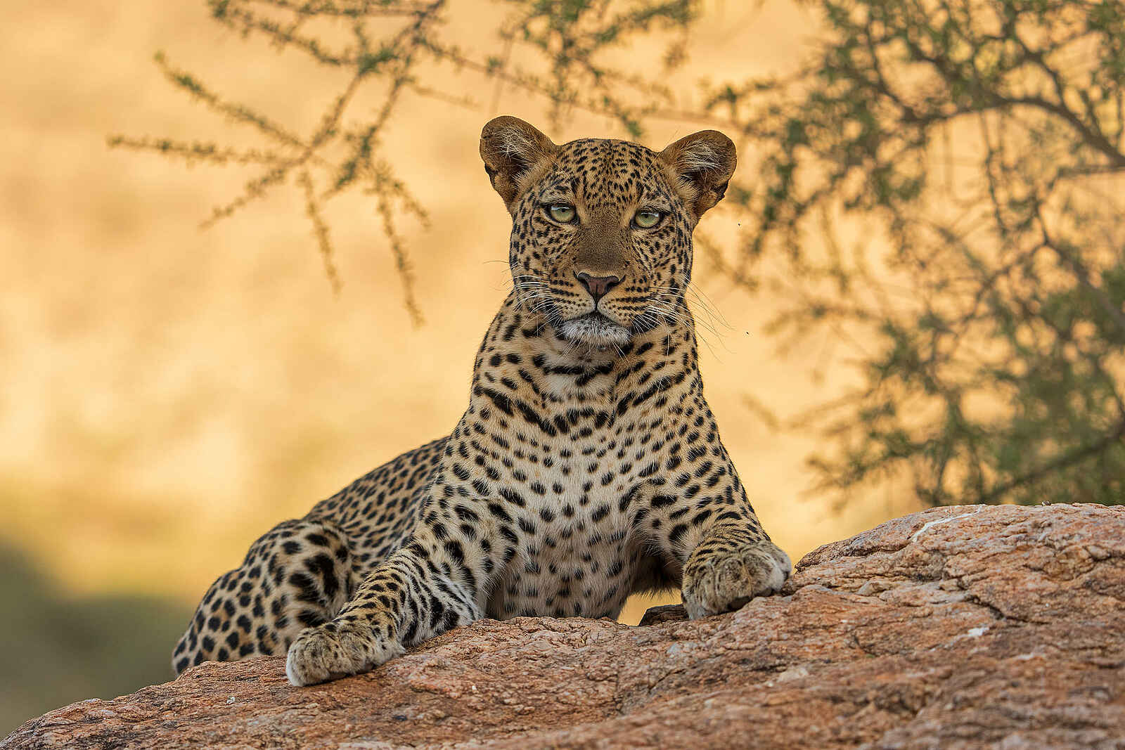 Soroi Larsens Camp: Ein Leopard Soroi Larsens Camp: Ein Leopard