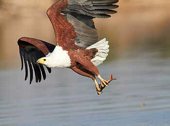 Victoria Falls River Lodge: Fischadler