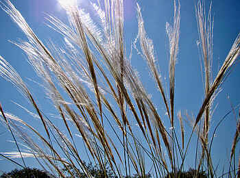 Vingerklip Lodge: Gräser vor dem Himmel