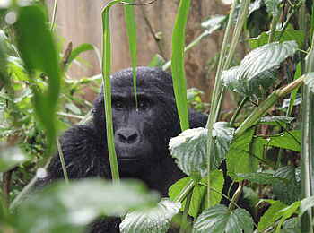 Volcanoes Bwindi Lodge: Ein Gorilla im Dickicht