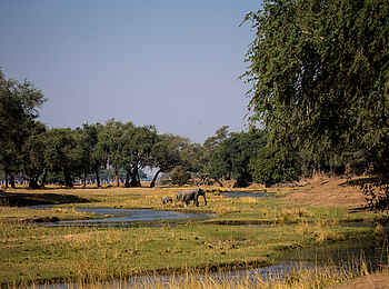 Chikwenya Camp: Elefant in einer Lagune