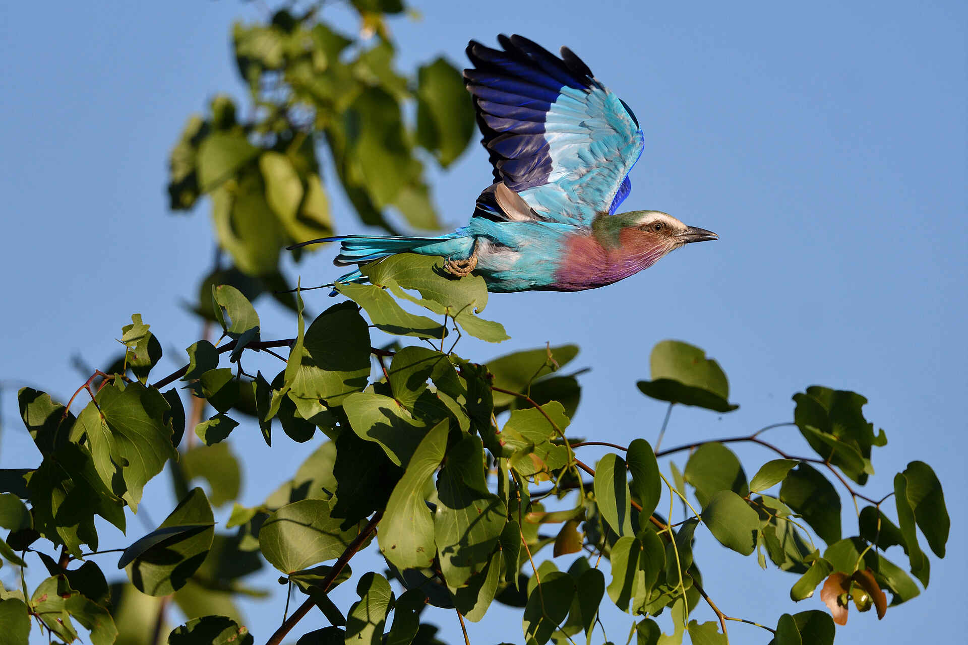 Chilo Ivory Trail Adventure: Gabelracke Chilo Ivory Trail Adventure: Gabelracke