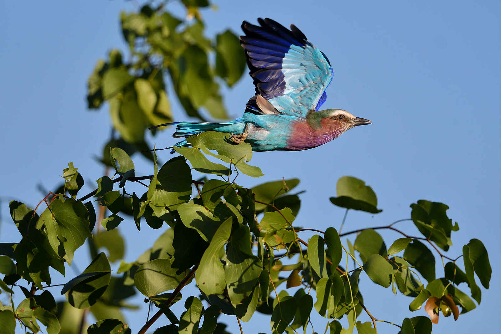 Chilo Ivory Trail Adventure: Gabelracke Chilo Ivory Trail Adventure: Gabelracke