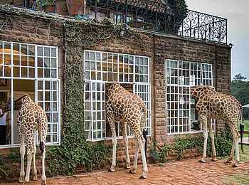 Giraffe Manor: Giraffen am Frühstücksraum Giraffe Manor: Giraffen am Frühstücksraum