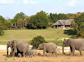 Inyati Game Lodge: Elefanten zu Besuch