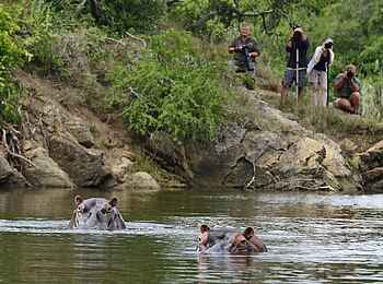 Kariega Settlers Drift Lodge: Nilpferde beim Baden fotografieren