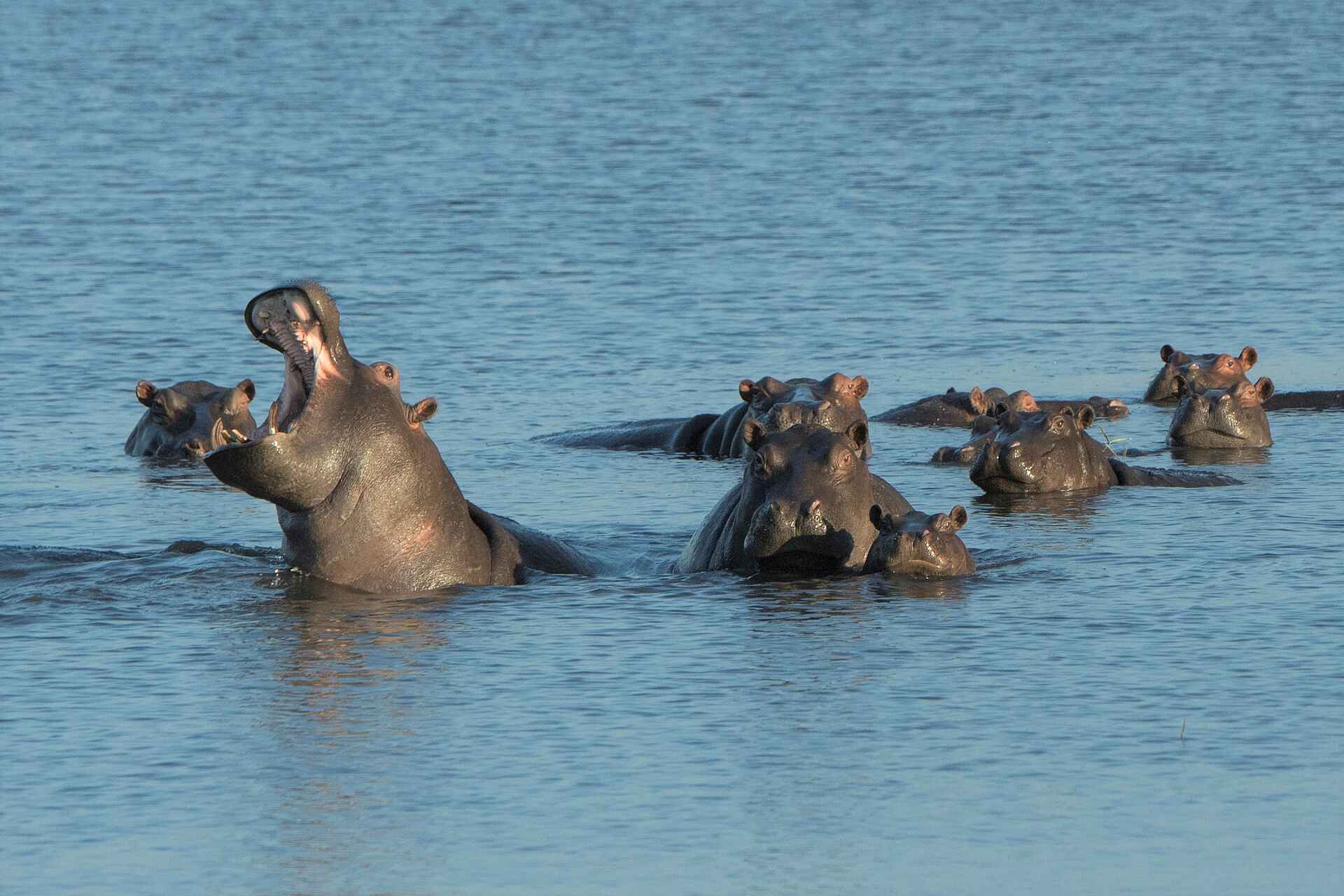 Afrikarma, Afrikarma Safaris, Afrikarma.de, Beks Ndlovu, Caprivi Streifen, Chobe Enclave, Linyanti Ebony, Linyanti Ebony Camp, Linyanti Sümpfe, Game Drive, Nilpferde, Hippo, Afrikarma Safaris. Wildnis. Hautnah.