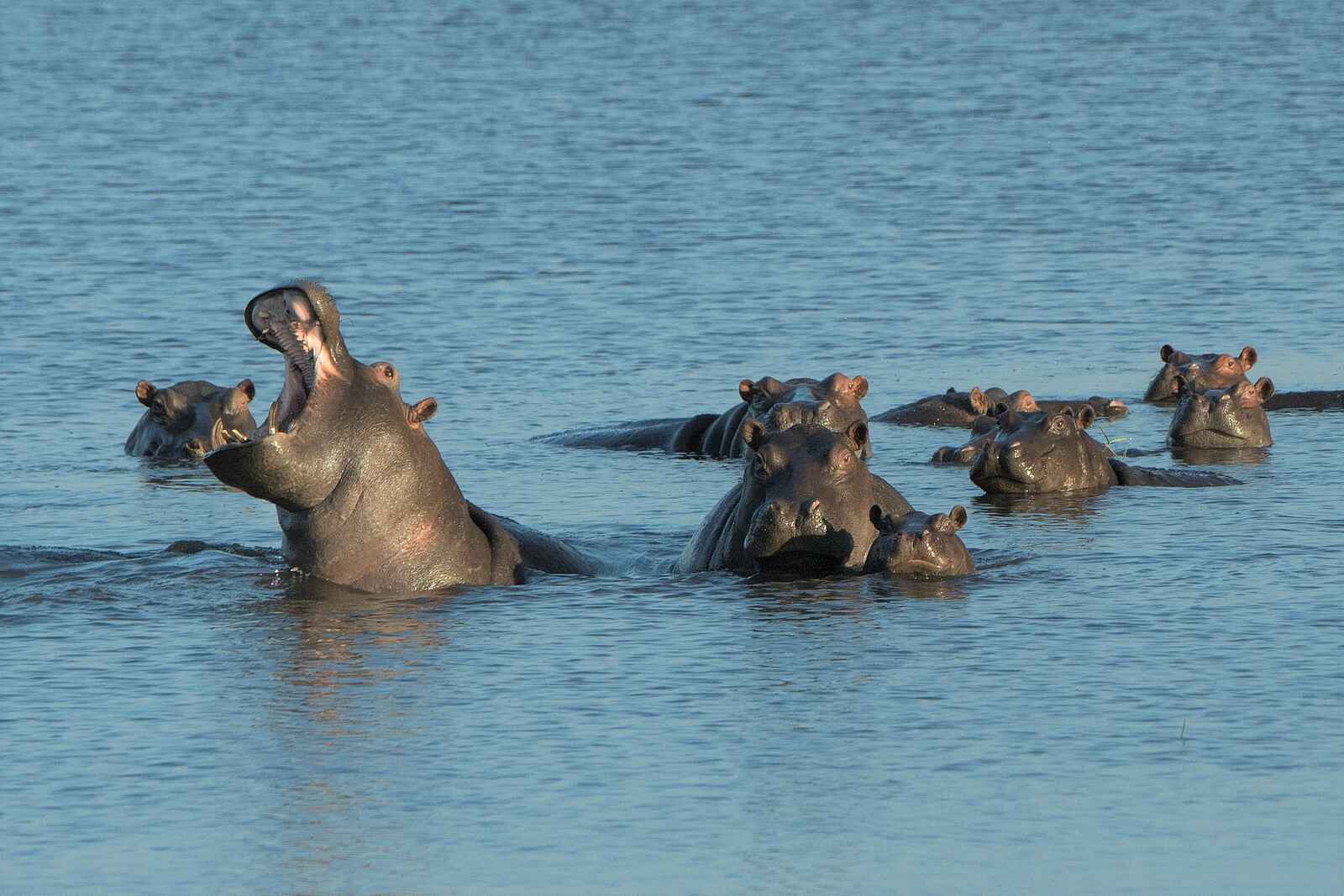 Linyanti Ebony: Nilpferde Linyanti Ebony: Nilpferde