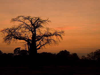 Little Vundu Camp: Baobab Little Vundu Camp: Baobab