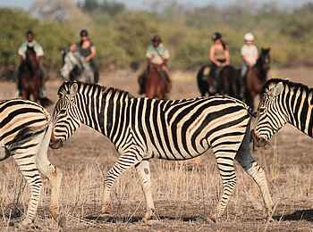 Mashatu Game Reserve: Equidae - gestreift und gezähmt
