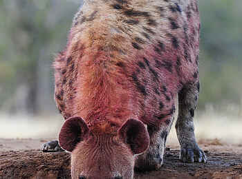 Mashatu Game Reserve: Trinkende Hyäne
