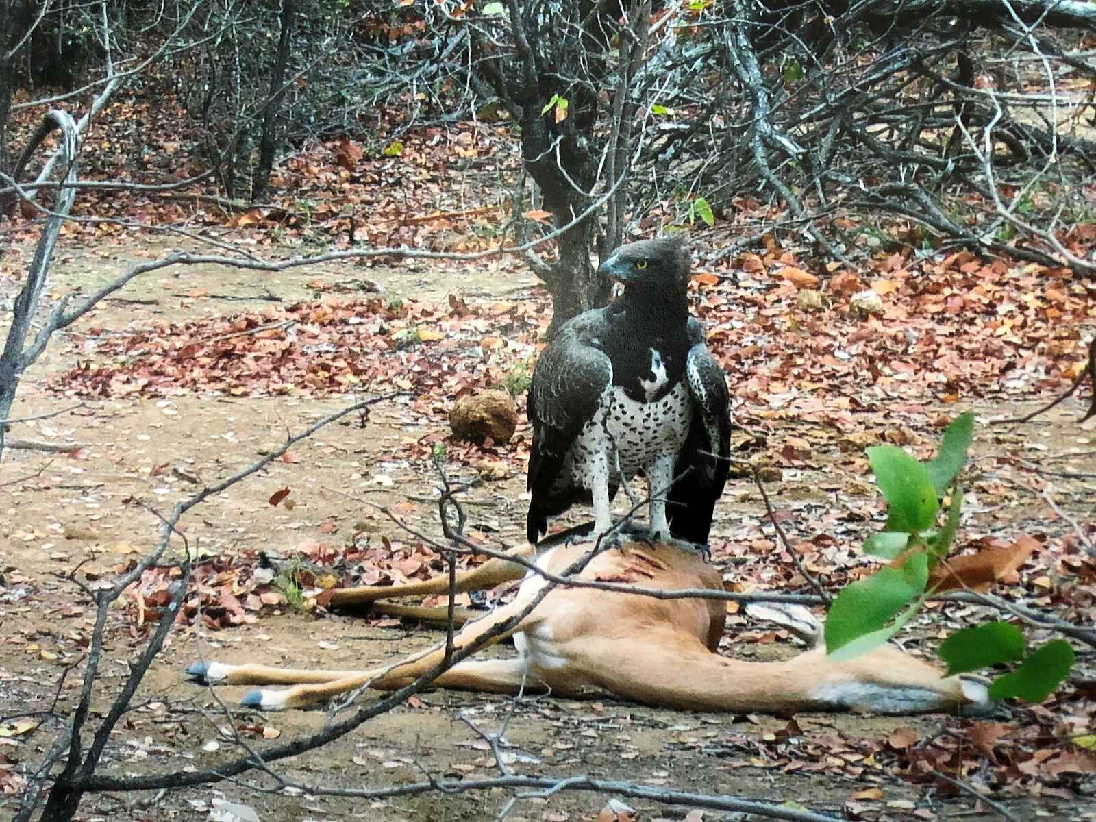 North Luangwa River Lodge and Camp: Martial Eagle North Luangwa River Lodge and Camp: Martial Eagle