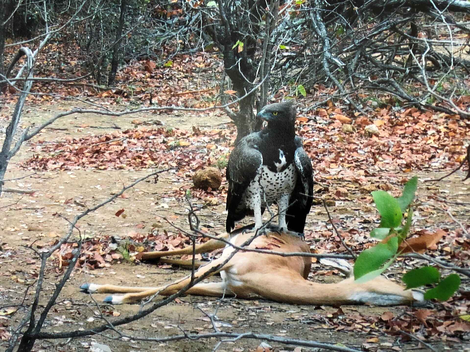 Brett May, Luangwa River, Lutaba River, North Luangwa River Lodge and Camp, Martial Eagle, Vogel, Afrikarma, Afrikarma Safaris, Afrikarma Safaris. Wildnis. Hautnah., Afrikarma.de