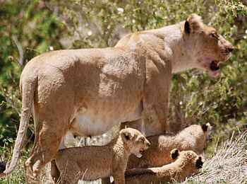 Olare Mara Kempinski: Löwin mit Nachwuchs