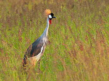 Time + Tide Luwi: Ein Goliathreiher