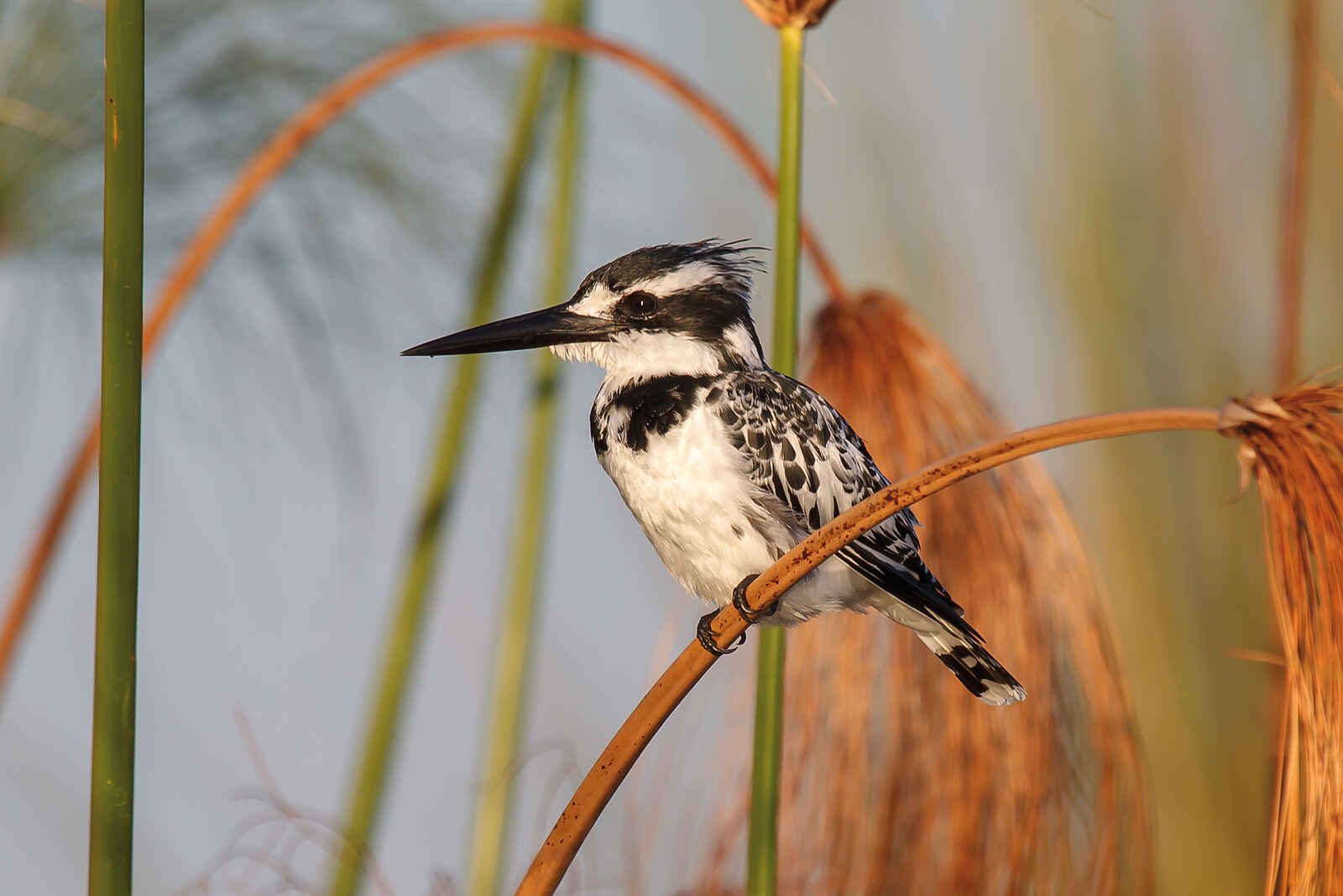 Belmond Eagle Island Lodge: Graufischer Belmond Eagle Island Lodge: Graufischer