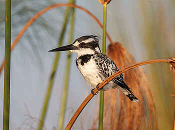 Belmond Eagle Island Lodge: Graufischer Belmond Eagle Island Lodge: Graufischer