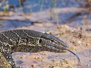 Belmond Eagle Island Lodge: Waran auf der Pirsch Belmond Eagle Island Lodge: Waran auf der Pirsch