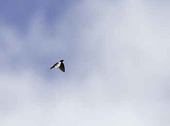 Chelinda Lodge: Blauschwalbe