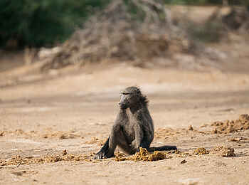 Damaraland Camp: Pavian